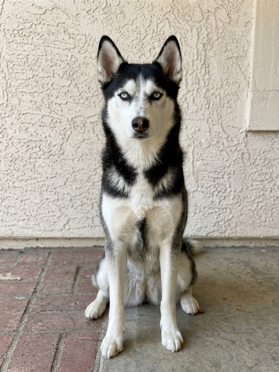 jerry_husky
